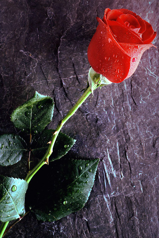 True red rose love forever