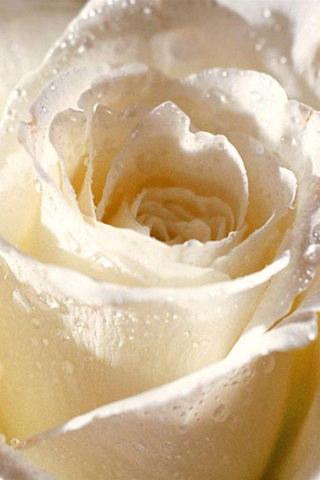 White rose for rose day