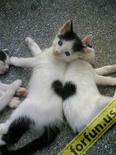 Heart on cats