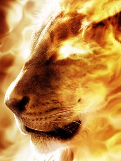Lion fire