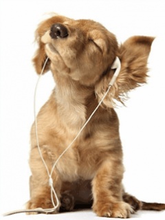 Musical dog